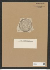 Auliscus compositus A. Schum. (de-Toni-Nr.: Genus 171, Species 4380) Zeichnungen Sammlung Grunow (NHMW-BOT-W0377230)